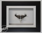 Resin Skullies - Miniature Replica Cape Buffalo Skull