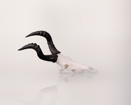 Resin Skullies - Miniature Replica Red Hartebeest Skull